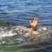 Five drown in Afram River
