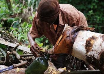 Palm wine tapper found dead by roadside in Akyem Subi